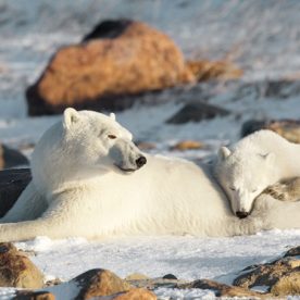 Polar Bear