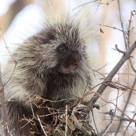 Porcupine