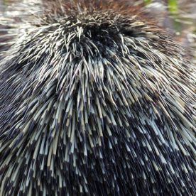 Porcupine