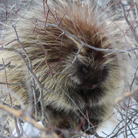 Porcupine