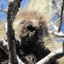 Porcupine
