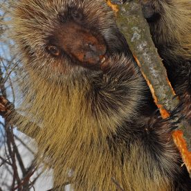 Porcupine