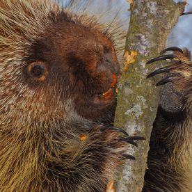 Porcupine
