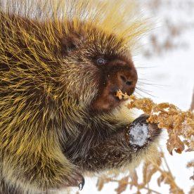 Porcupine