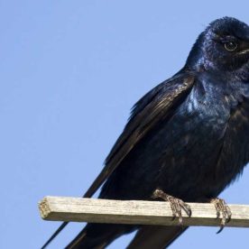Purple Martin