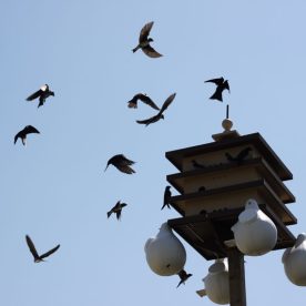 Purple Martin