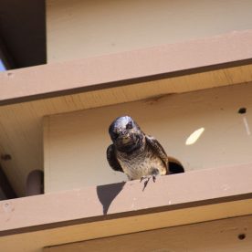 Purple Martin