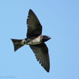 Purple Martin