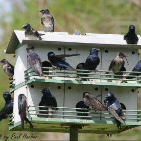Purple Martin