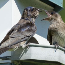 Purple Martin