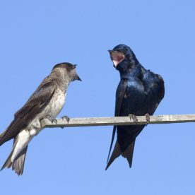 Purple Martin
