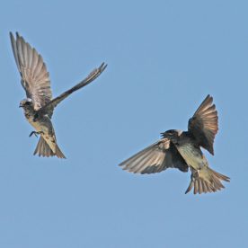 Purple Martin