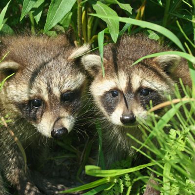 Raccoon - Hinterland Who's Who