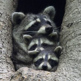 Raccoon