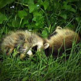 Raccoon