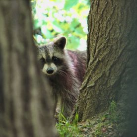 Raccoon
