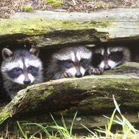 Raccoon