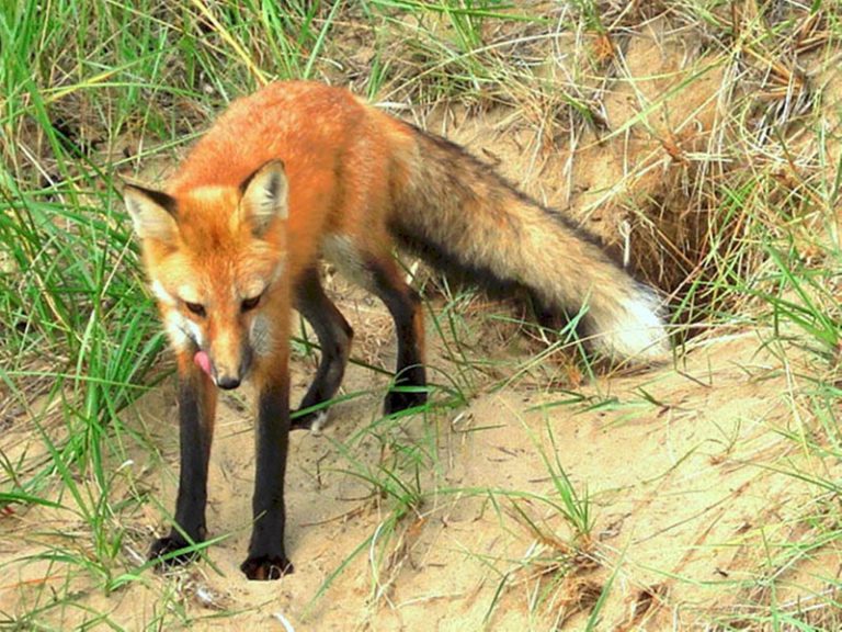 Red Rux Le renard roux - Hinterland Who's Who