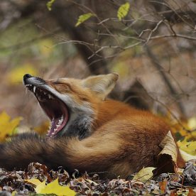 Red Fox