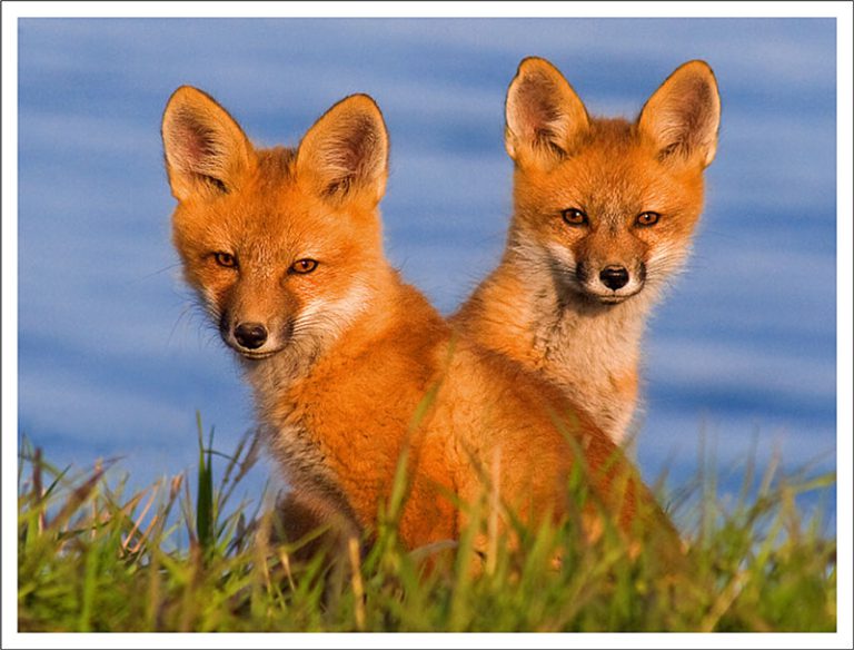 Red Rux Le renard roux - Hinterland Who's Who