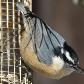 Red-breasted Nuthatch