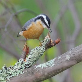 Red-breasted Nuthatch