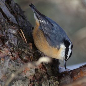 Red-breasted Nuthatch
