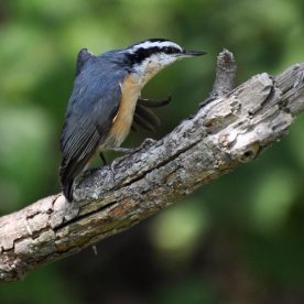 Red-breasted Nuthatch