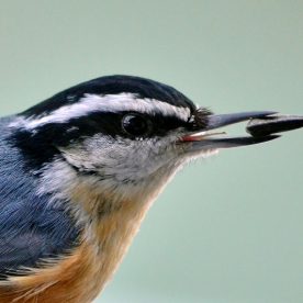 Red-breasted Nuthatch