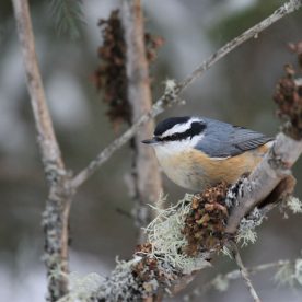 Red-breasted Nuthatch