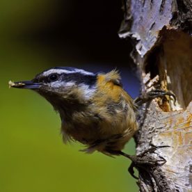 Red-breasted Nuthatch