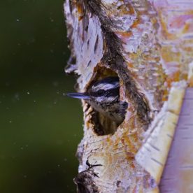 Red-breasted Nuthatch
