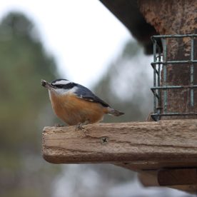 Red-breasted Nuthatch