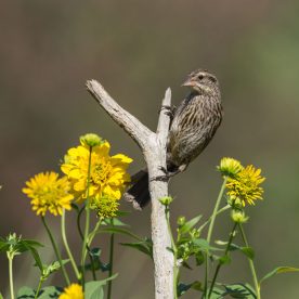 Red-winged blackbird