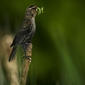 Red-winged blackbird