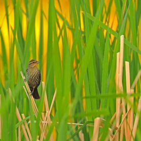 Red-winged blackbird