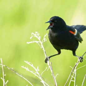 Red-winged blackbird