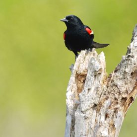 Red-winged blackbird