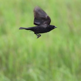 Red-winged blackbird