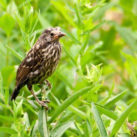 Red-winged blackbird