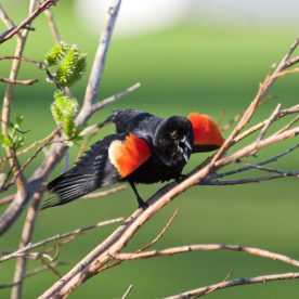 Red-winged blackbird