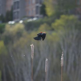 Red-winged blackbird