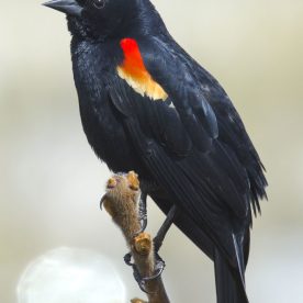 Red-winged blackbird