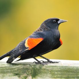 Red-winged blackbird