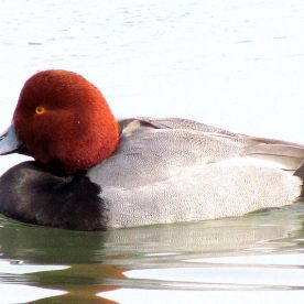 Redhead