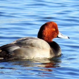 Redhead