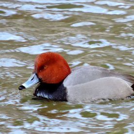 Redhead