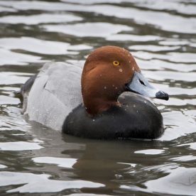 Redhead