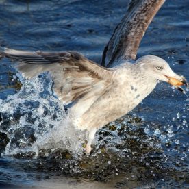 Ring-billed Gull