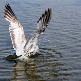Ring-billed Gull